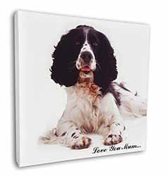 Springer Spaniel 