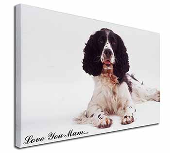 Springer Spaniel 