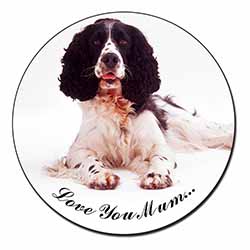 Springer Spaniel 