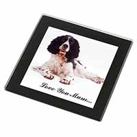 Springer Spaniel 