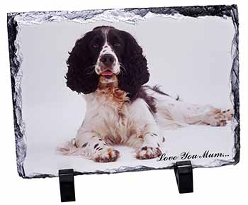 Springer Spaniel 