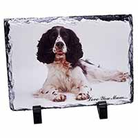 Springer Spaniel 