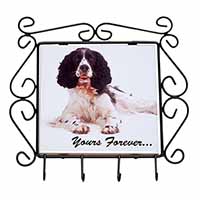 Springer Spaniel Dog 