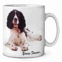 Springer Spaniel Dog 