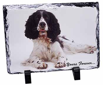 Springer Spaniel Dog 