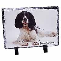 Springer Spaniel Dog 