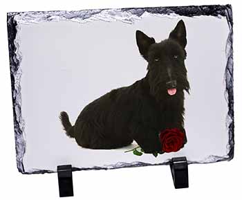 Scottish Terrier with Red Rose, Stunning Photo Slate