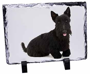 Scottish Terrier, Stunning Photo Slate