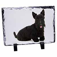 Scottish Terrier, Stunning Photo Slate