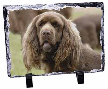 Sussex Spaniel Dog, Stunning Photo Slate