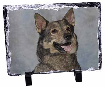 Sweedish Vallhund Dog, Stunning Photo Slate