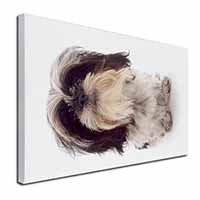 Shih-Tzu Dog Canvas X-Large 30"x20" Wall Art Print