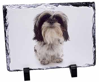 Shih-Tzu Dog, Stunning Photo Slate