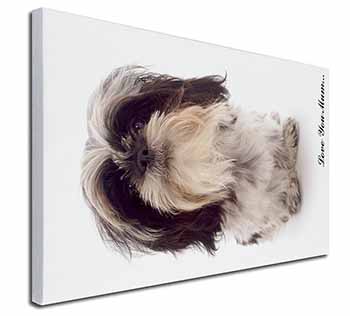 Shih-Tzu Dog 