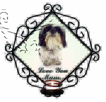 Shih-Tzu Dog 