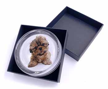 Shih-Tzu Dog Glass Paperweight in Gift Box