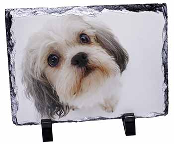 Cute Shih-Tzu Dog, Stunning Photo Slate