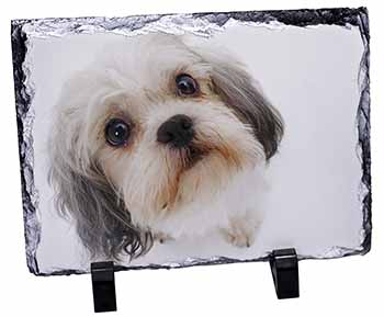 Cute Shih-Tzu Dog, Stunning Photo Slate