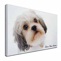 Cute Shih-Tzu Dog 