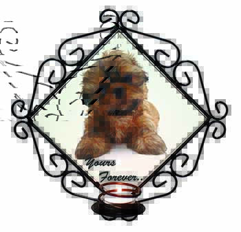 Shih Tzu Dog 