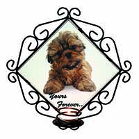 Shih Tzu Dog 