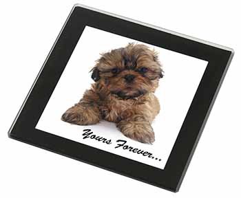 Shih Tzu Dog 