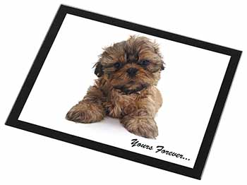 Shih Tzu Dog 