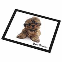 Shih Tzu Dog 