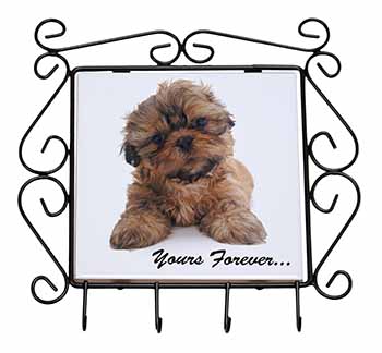 Shih Tzu Dog 