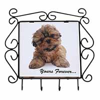 Shih Tzu Dog 