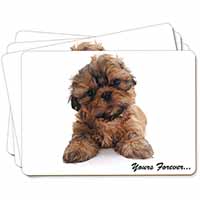 Shih Tzu Dog 