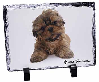 Shih Tzu Dog 