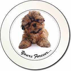 Shih Tzu Dog 