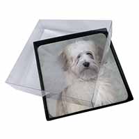 4x White Tibetan Terrier Dog Picture Table Coasters Set in Gift Box