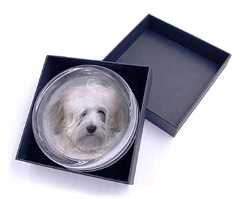 White Tibetan Terrier Dog Glass Paperweight in Gift Box
