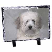 White Tibetan Terrier Dog, Stunning Photo Slate