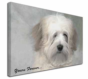 Tibetan Terrier 