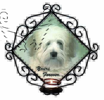Tibetan Terrier 