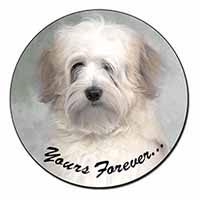 Tibetan Terrier 