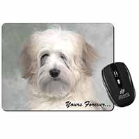 Tibetan Terrier 