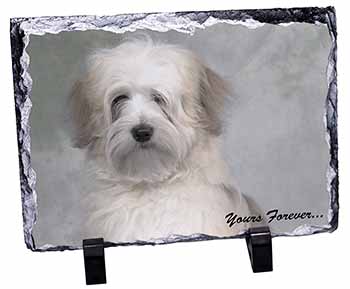 Tibetan Terrier 