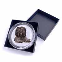 Tibetan Terrier Dog Glass Paperweight in Gift Box