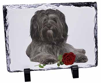Tibetan Terrier with Red Rose, Stunning Photo Slate