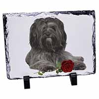 Tibetan Terrier with Red Rose, Stunning Photo Slate