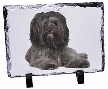 Tibetan Terrier Dog, Stunning Photo Slate