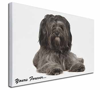 Tibetan Terrier 