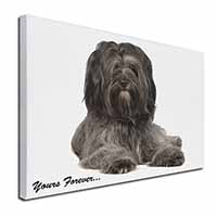 Tibetan Terrier 