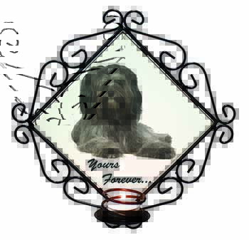 Tibetan Terrier 