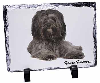 Tibetan Terrier 