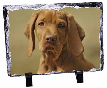 Hungarian Vizsla Dog, Stunning Photo Slate